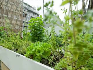 parteri myrodikon / herbal garden