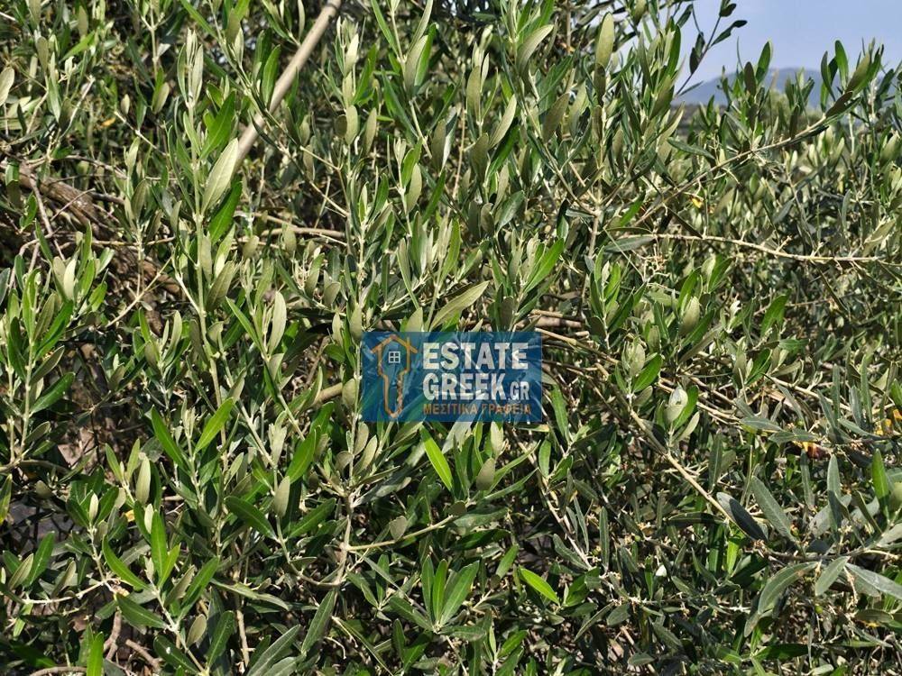 ★ Κτίζει 750μ ★ Ιδανικό για μονοκατοικία ★ Γωνιακό οικόπεδο