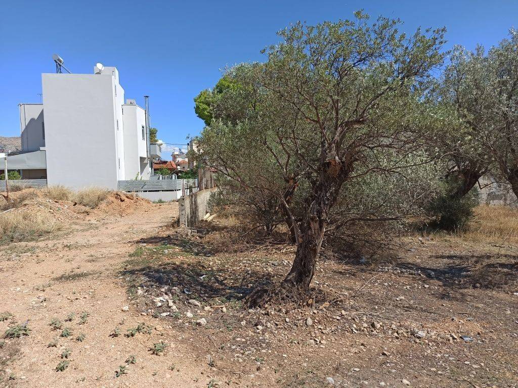 PROSOPSE 14 m. SE DROMO PLATOYS 5 m.