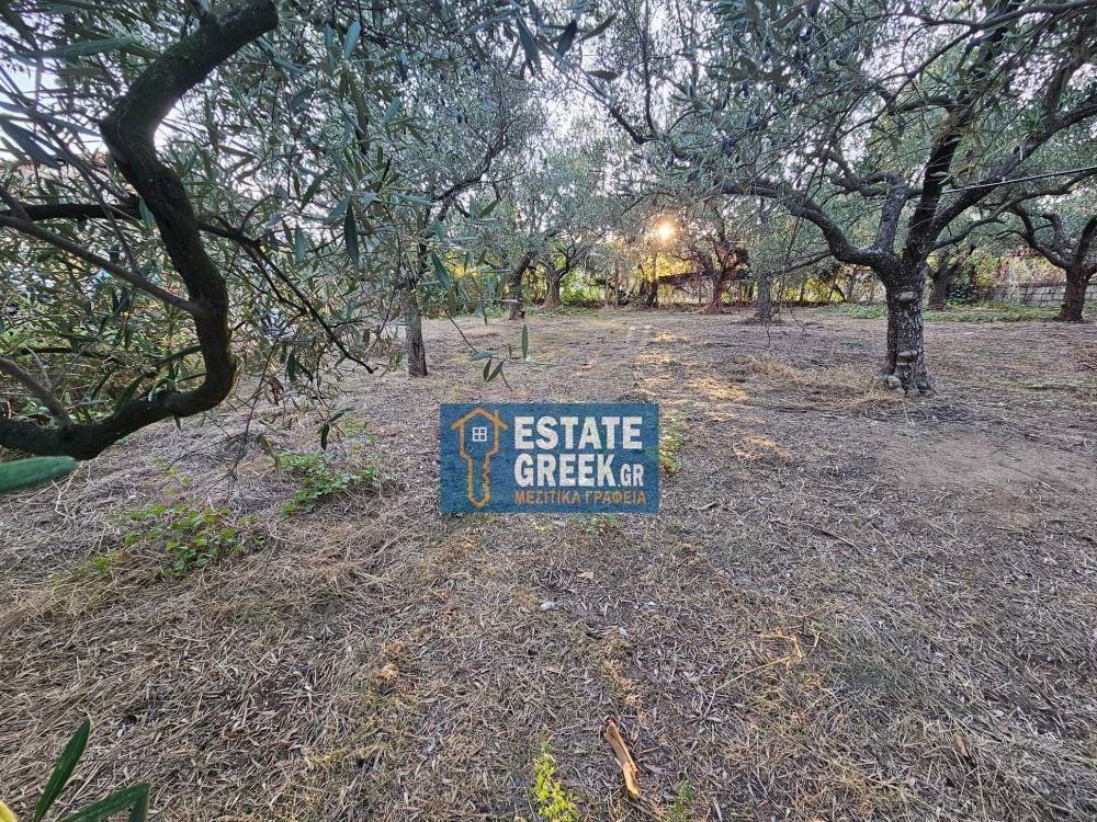 ★ Ιδανικό για ΚΑΤΟΙΚΙΑ ★ ΚΤΙΖΕΙ 525τμ ★ Πρόσοψη σε ασφαλτόδρομο ★ Σε ελαιώνα