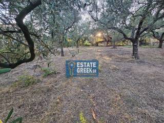 ★ Ιδανικό για ΚΑΤΟΙΚΙΑ ★ ΚΤΙΖΕΙ 525τμ ★ Πρόσοψη σε ασφαλτόδρομο ★ Σε ελαιώνα