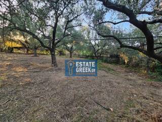 ★ Ιδανικό για ΚΑΤΟΙΚΙΑ ★ ΚΤΙΖΕΙ 525τμ ★ Πρόσοψη σε ασφαλτόδρομο ★ Σε ελαιώνα