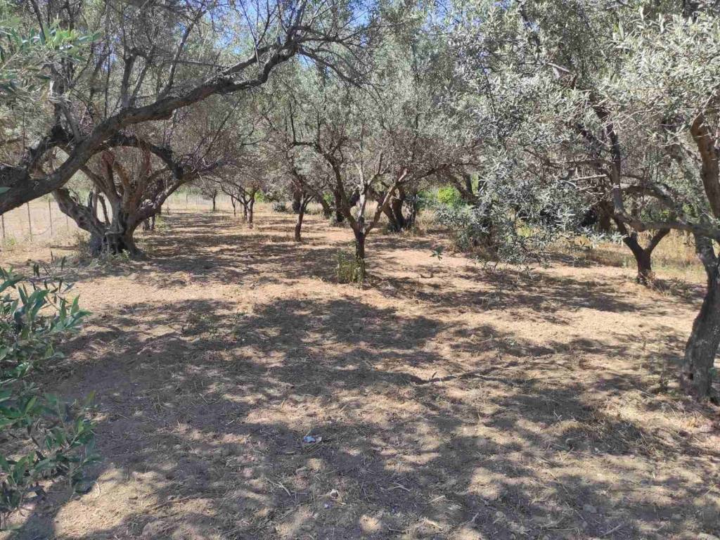 ελαιόδενδρα περίφραξη εντός του οικοπέδου