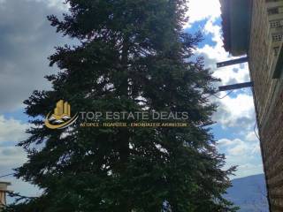 Μεγάλος ιδιόκτητος έλατος εντός του οικοπέδου