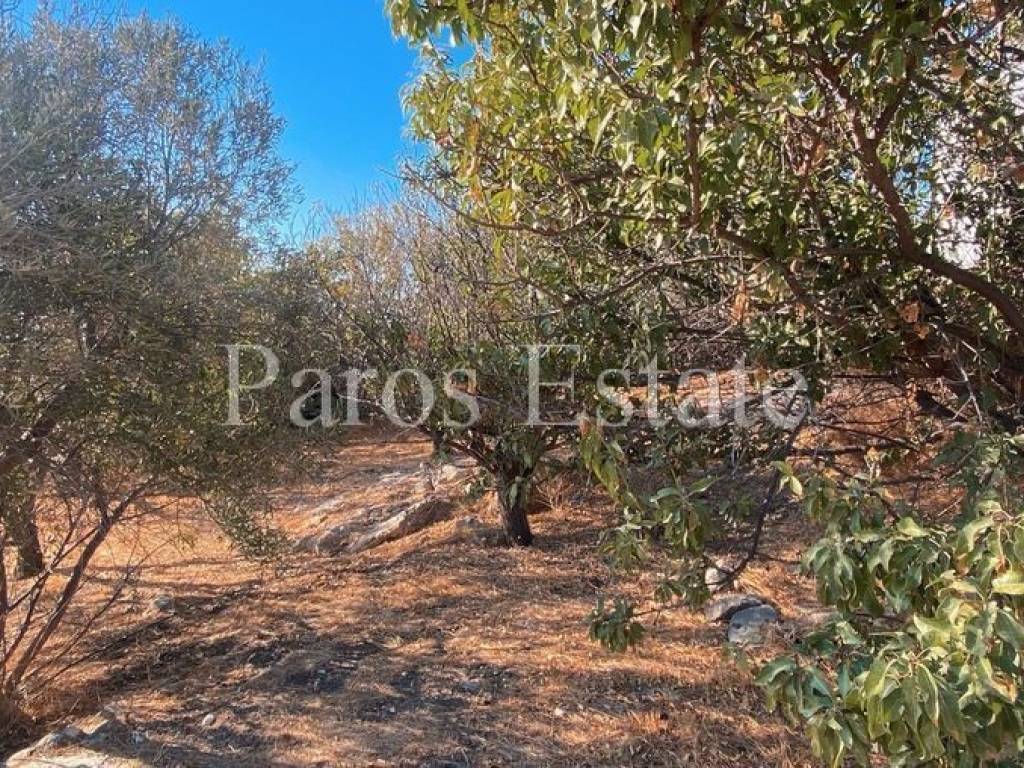 Οικόπεδο/Αγροτεμάχιο