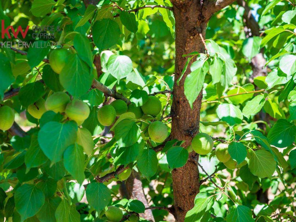 Εξωτερικοι χώροι