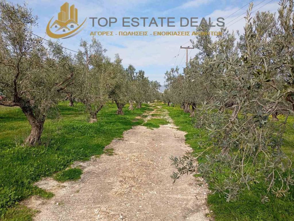 Elaiodendra entos toy oikopedoy