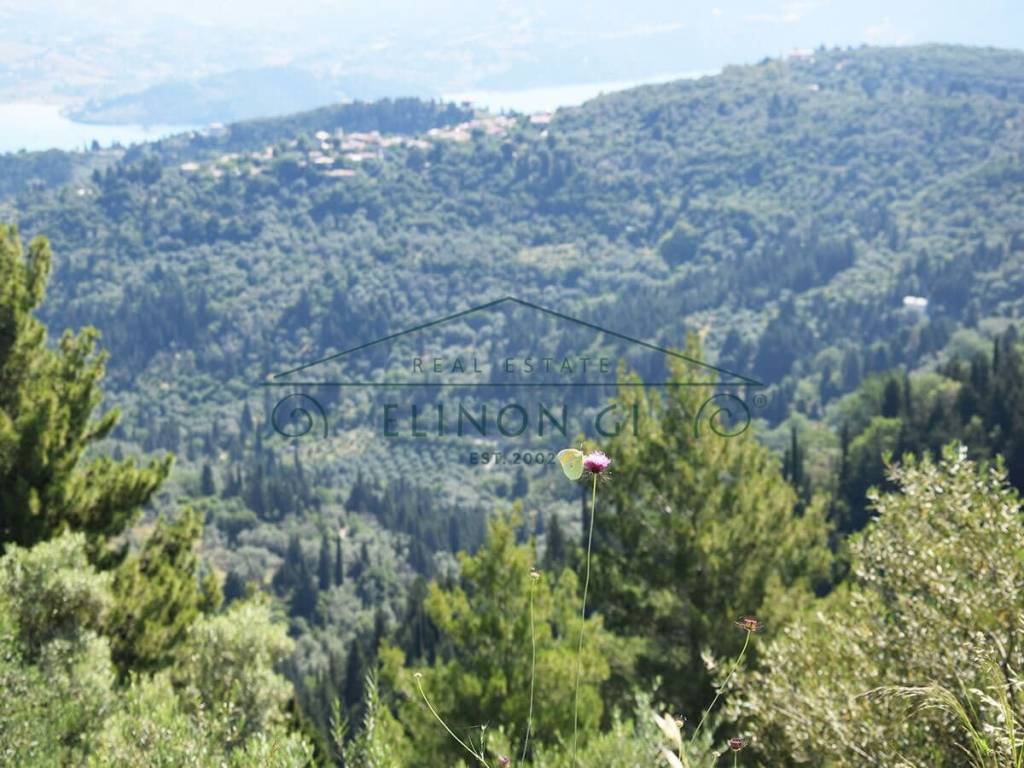 Mia omorphe leptomereia