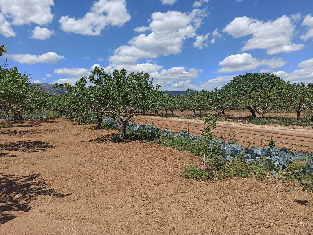 TMEMA TOY AGROTEMACHIOY