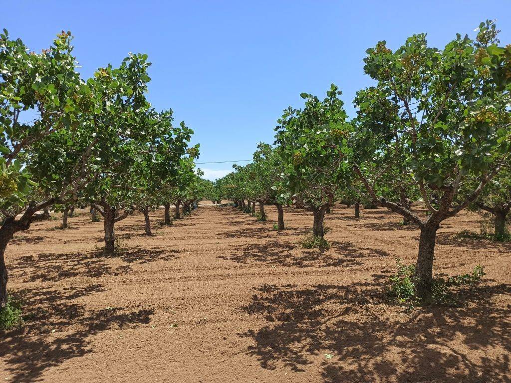 TMEMA TOY AGROTEMACHIOY