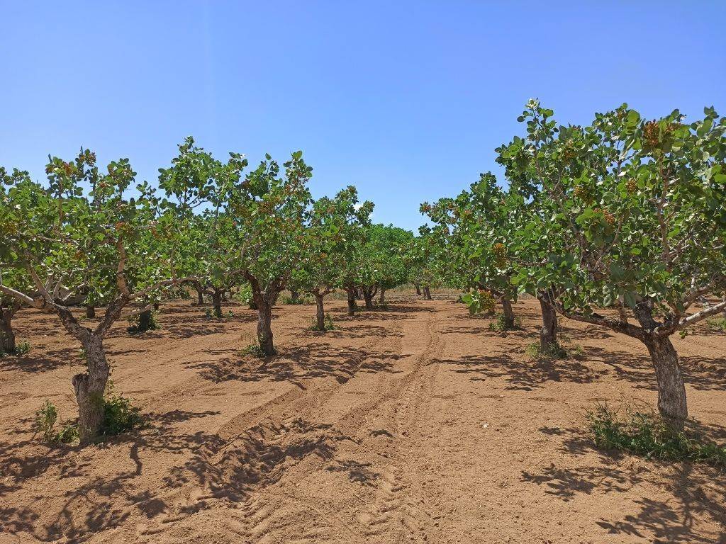 TMEMA TOY AGROTEMACHIOY