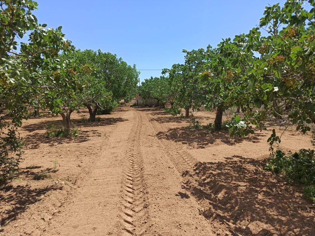 TMEMA TOY AGROTEMACHIOY