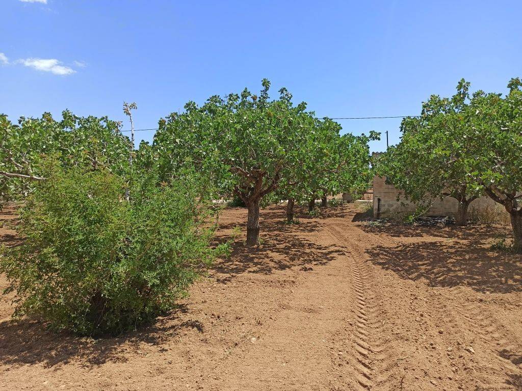 TMEMA TOY AGROTEMACHIOY