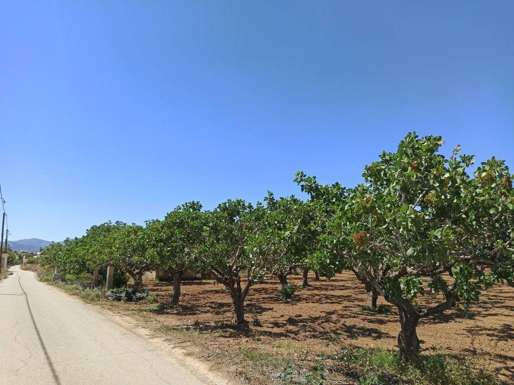 PROSOPSE 41 m. SE ASPHALTOSTROMENE ODO