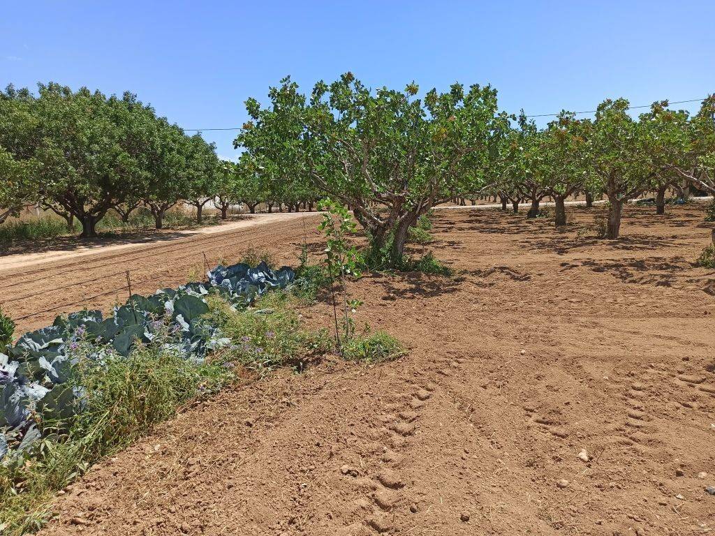 TMEMA TOY AGROTEMACHIOY