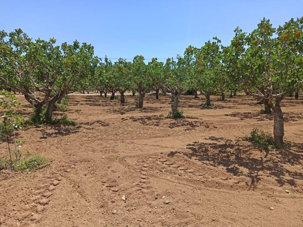 TMEMA TOY AGROTEMACHIOY