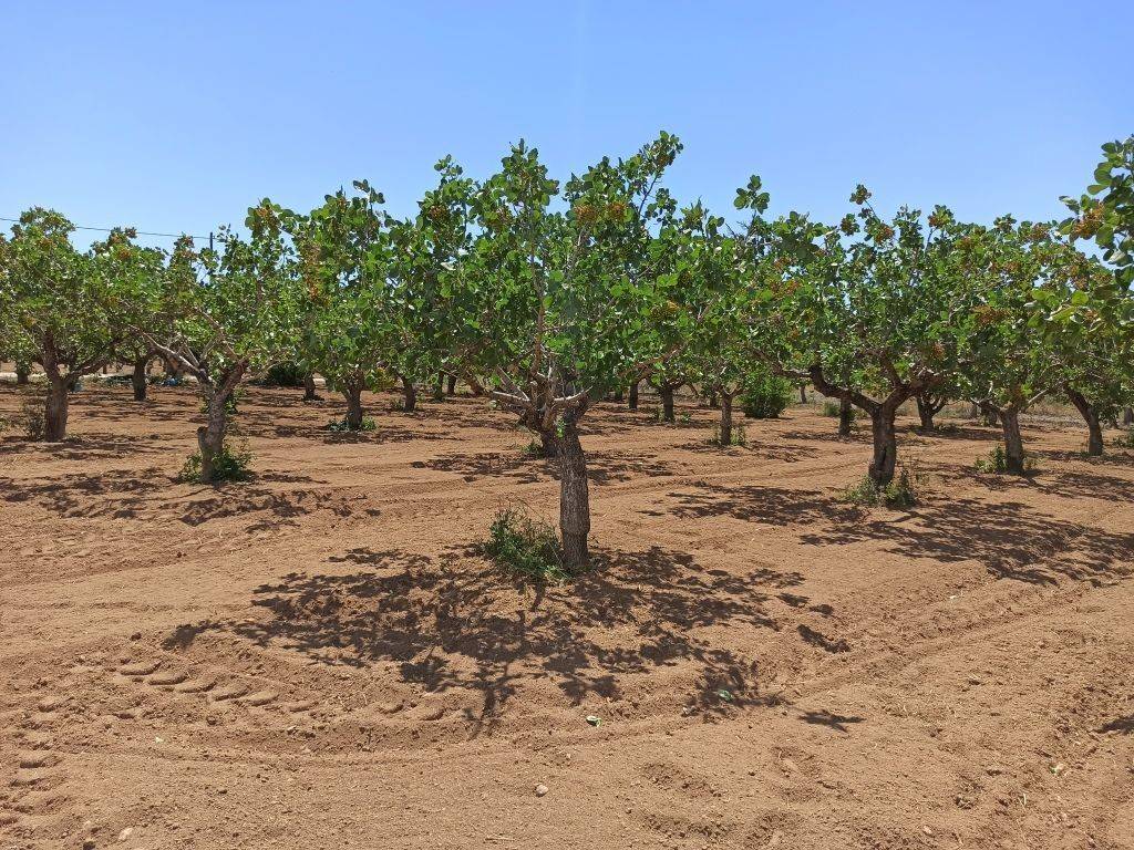 TMEMA TOY AGROTEMACHIOY