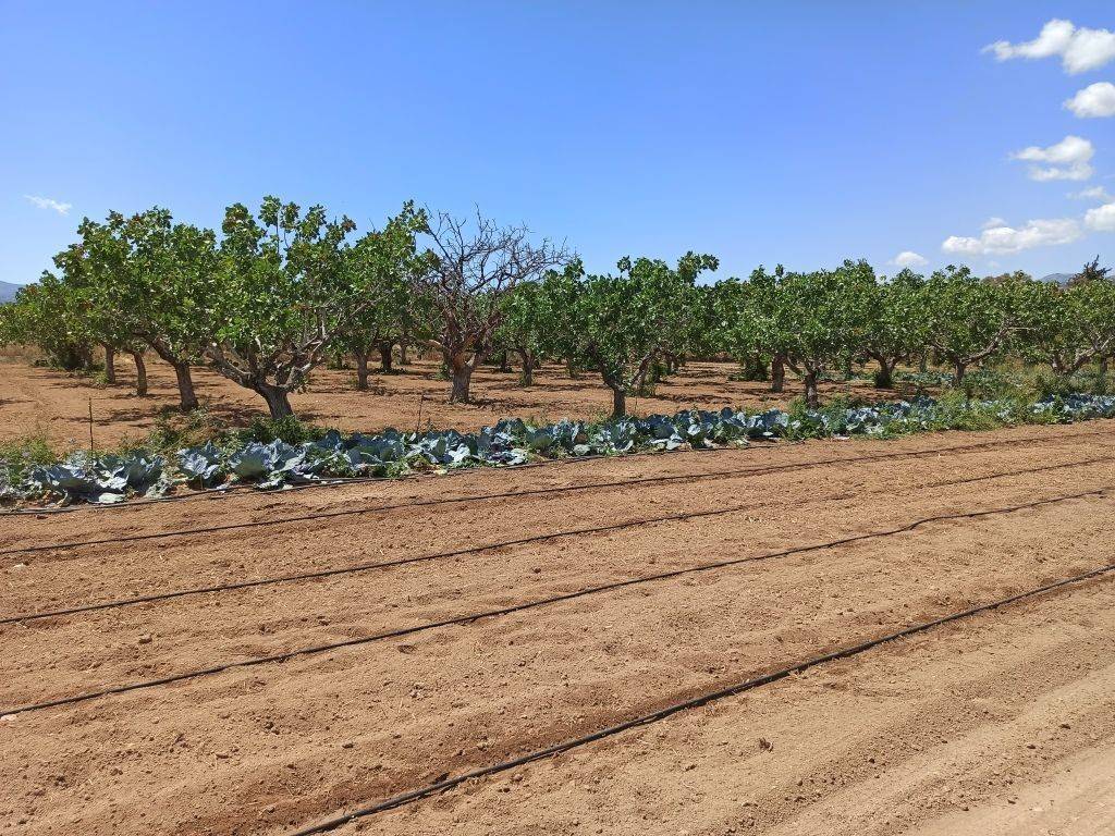 TMEMA TOY AGROTEMACHIOY