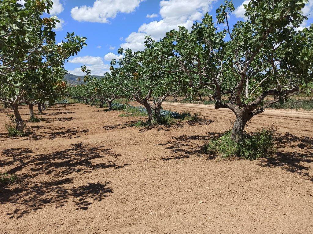 TMEMA TOY AGROTEMACHIOY