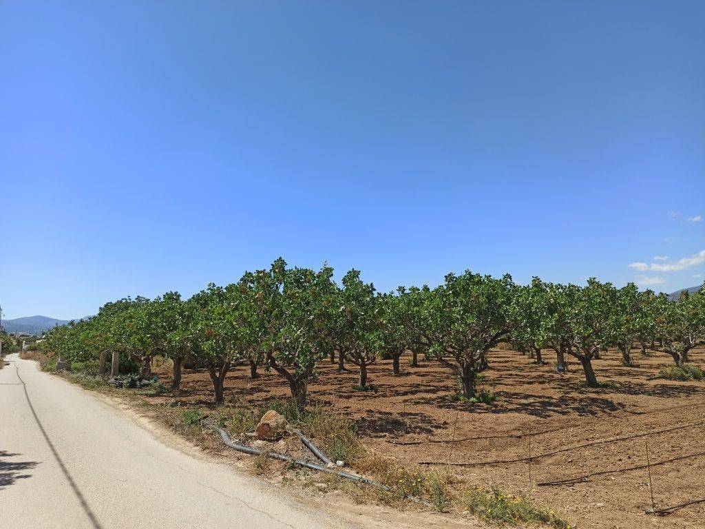 PROSOPSE 41 m. SE ASPHALTOSTROMENE ODO