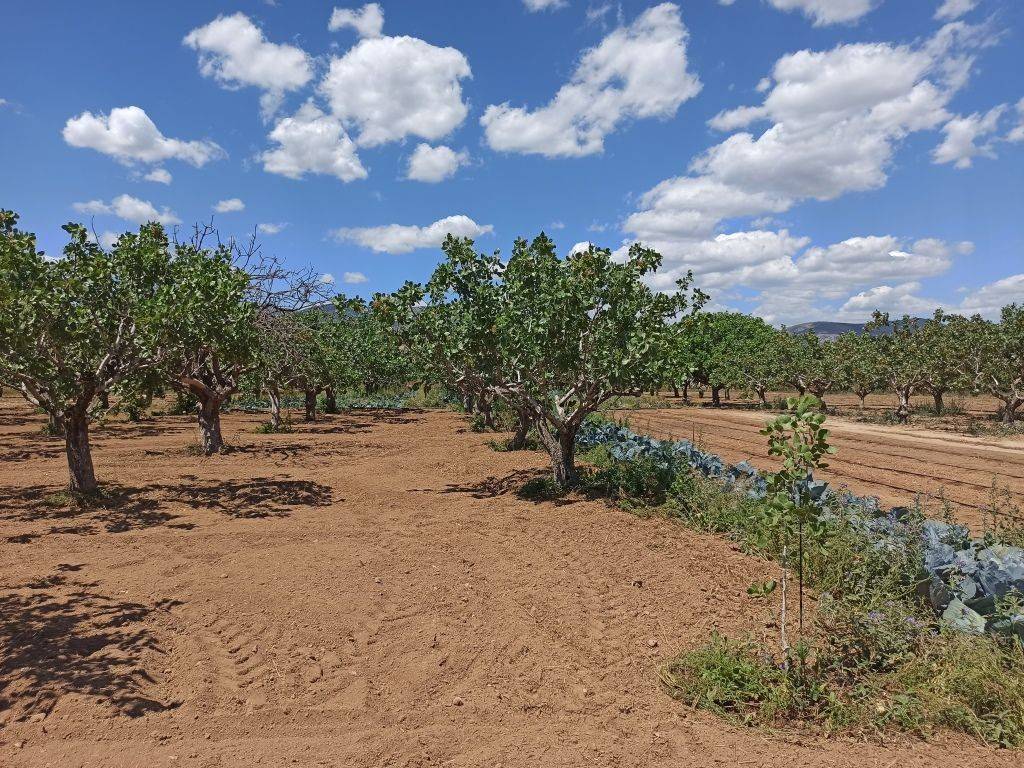 TMEMA TOY AGROTEMACHIOY