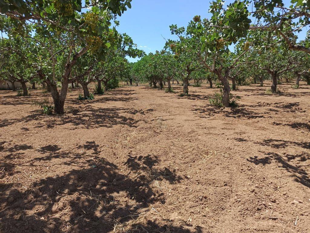 TMEMA TOY AGROTEMACHIOY