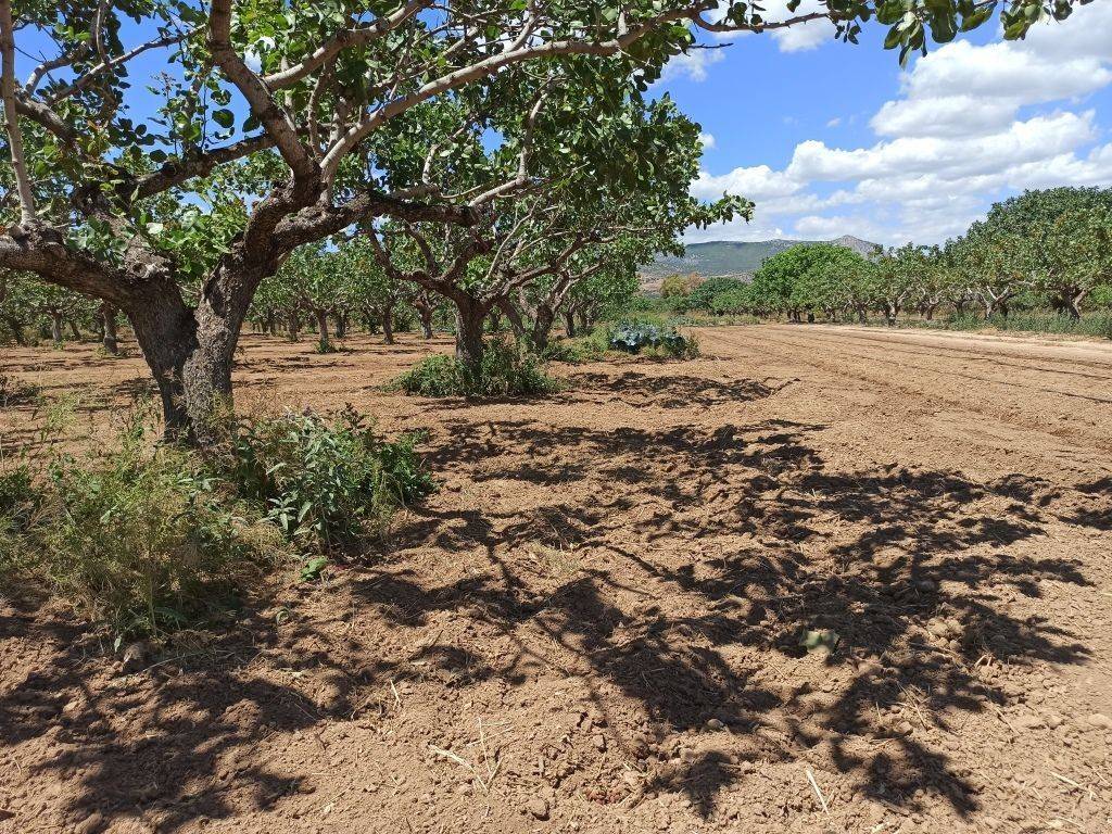 TMEMA TOY AGROTEMACHIOY