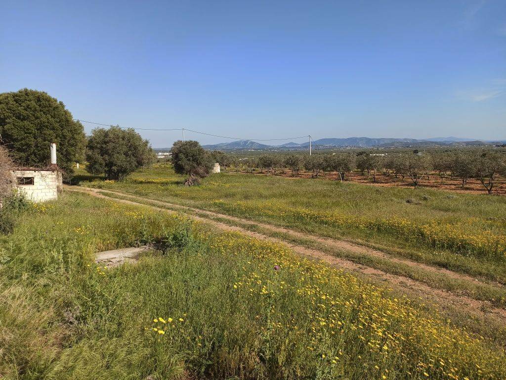 TMEMA TOY AGROTEMACHIOY