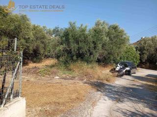 Αριστερά στις ελιές το οικόπεδο