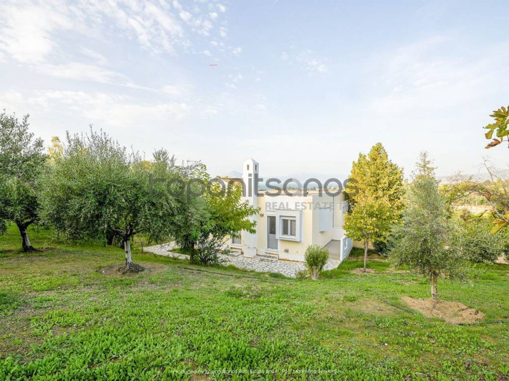 Άποψη κτήματος από το υψηλότερο σημείο του τμήματος ελαιώνα