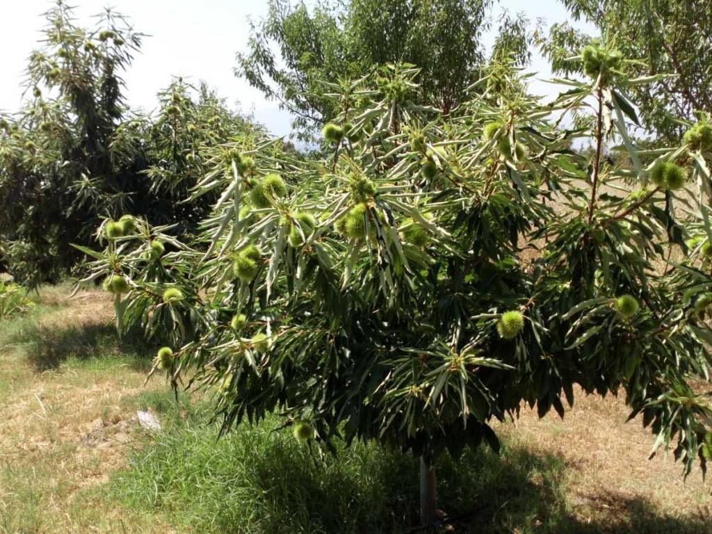 κτημα με οικια και καστανιες στους προποδες του μπελες