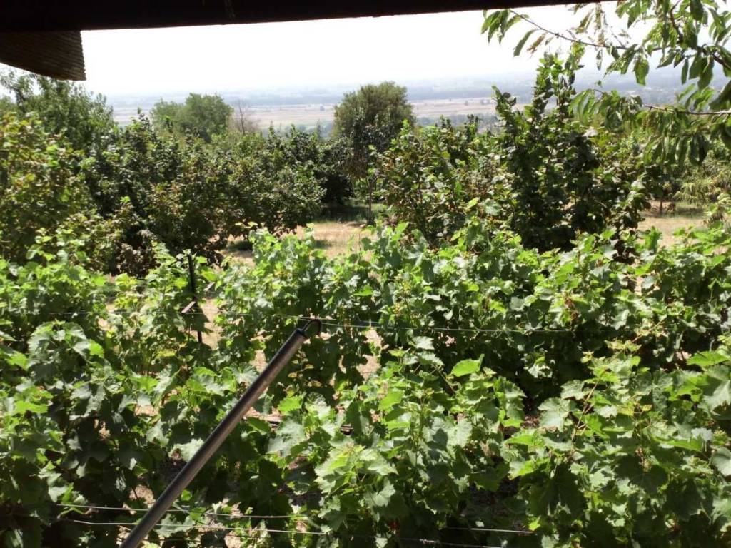 κτημα με οικια - με 100 ριζες φουντουκιές    στους  προποδες