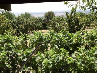 κτημα με οικια - με 100 ριζες φουντουκιές    στους  προποδες