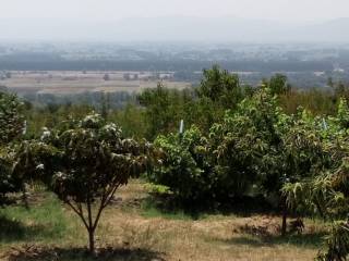 κτημα με οικια και 43 δέντρα καστανιες στους προποδες του μπ