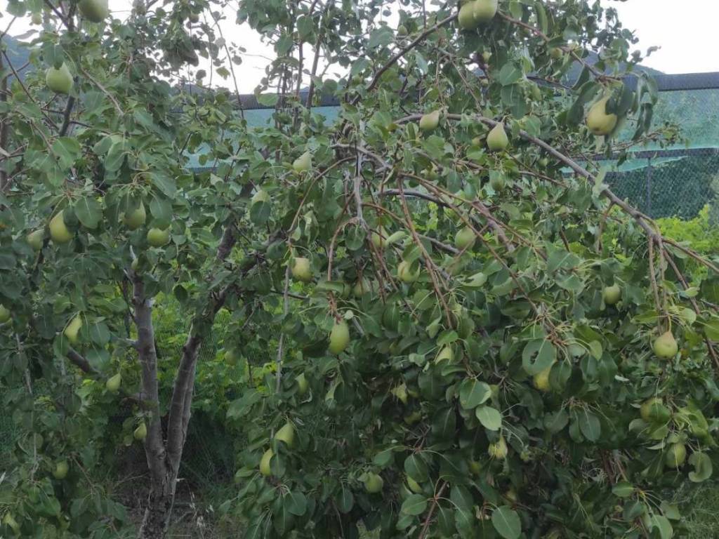 κτημα με οικια και 2 δέντρα αχλαδιές στους προποδες του μπελ