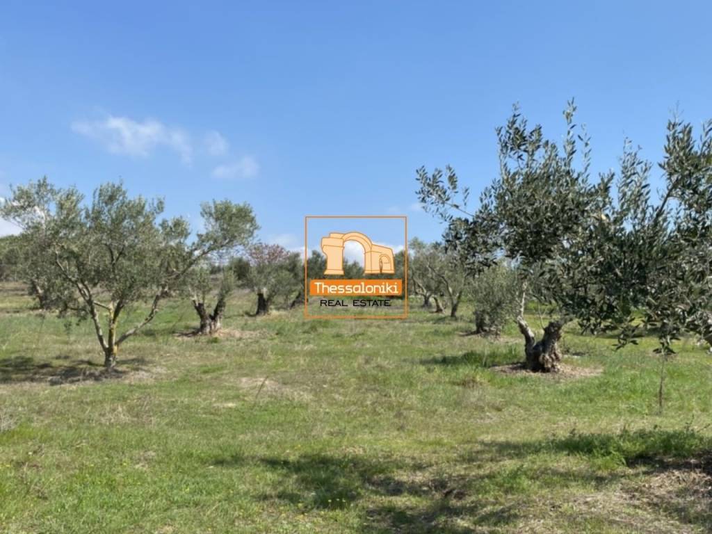 Μεσημέρι, Οικόπεδο, 2.500 τ.μ.