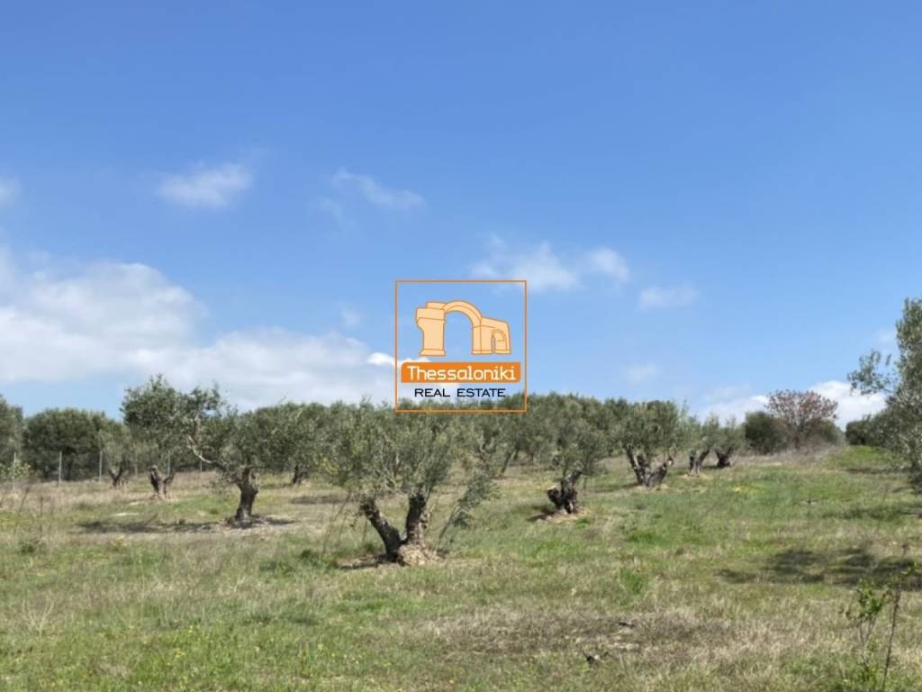 Μεσημέρι, Οικόπεδο, 2.500 τ.μ.