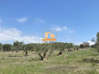 Μεσημέρι, Οικόπεδο, 2.500 τ.μ.