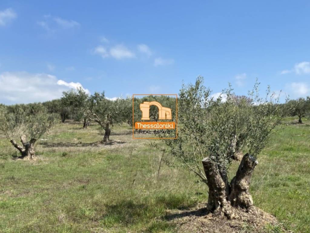 Μεσημέρι, Οικόπεδο, 2.500 τ.μ.