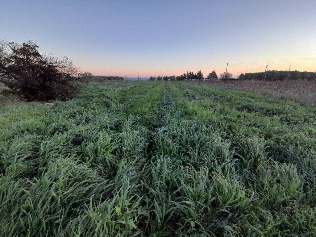 Plot - Grekodom 49478|734375