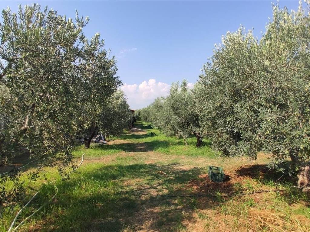 Detached - Grekodom 45229|659595