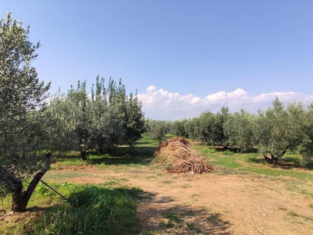 Detached - Grekodom 45229|659602