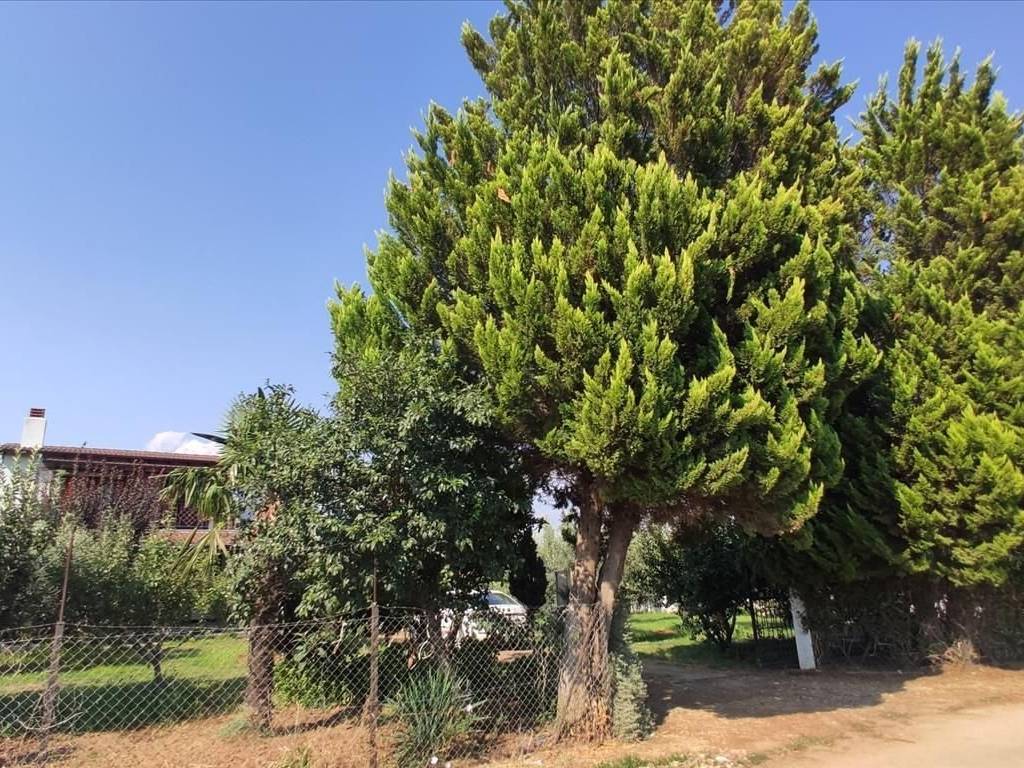 Detached - Grekodom 45229|659606