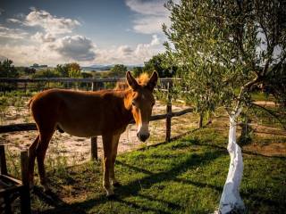 Other commercial - Grekodom 29322|445043