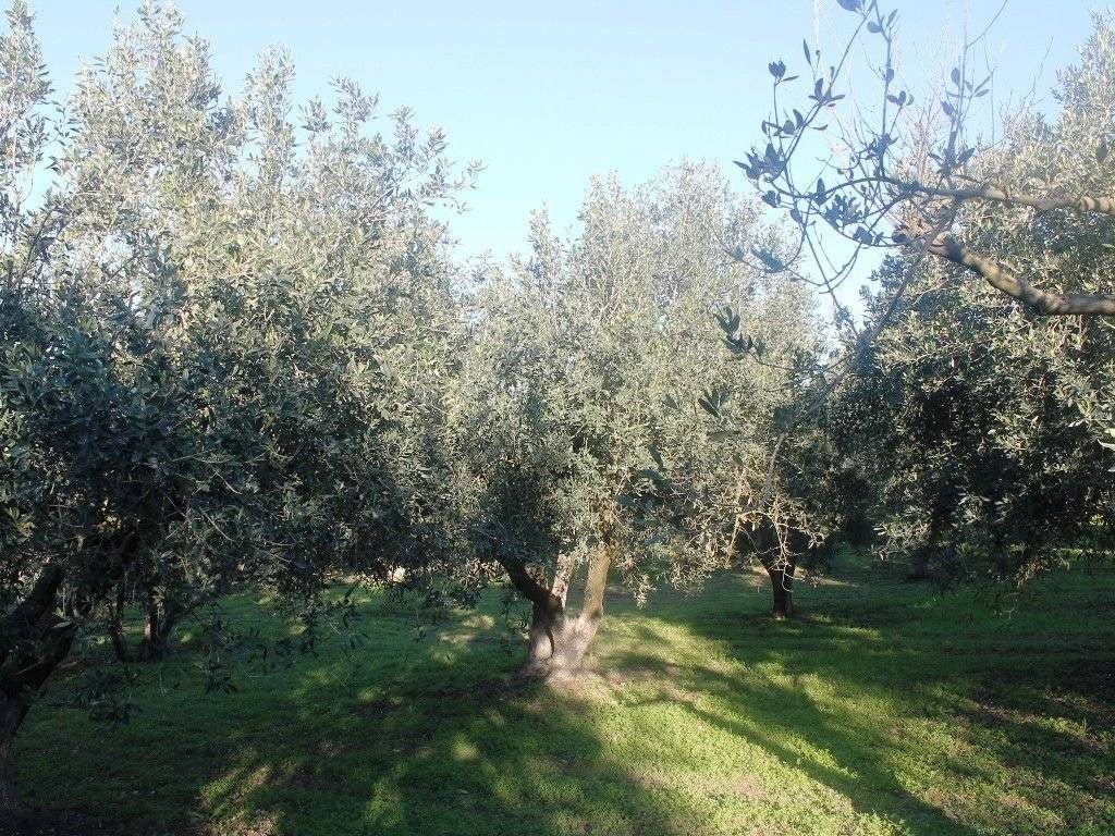 Plot - Grekodom 8162|100957