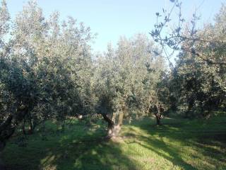 Plot - Grekodom 8162|100957