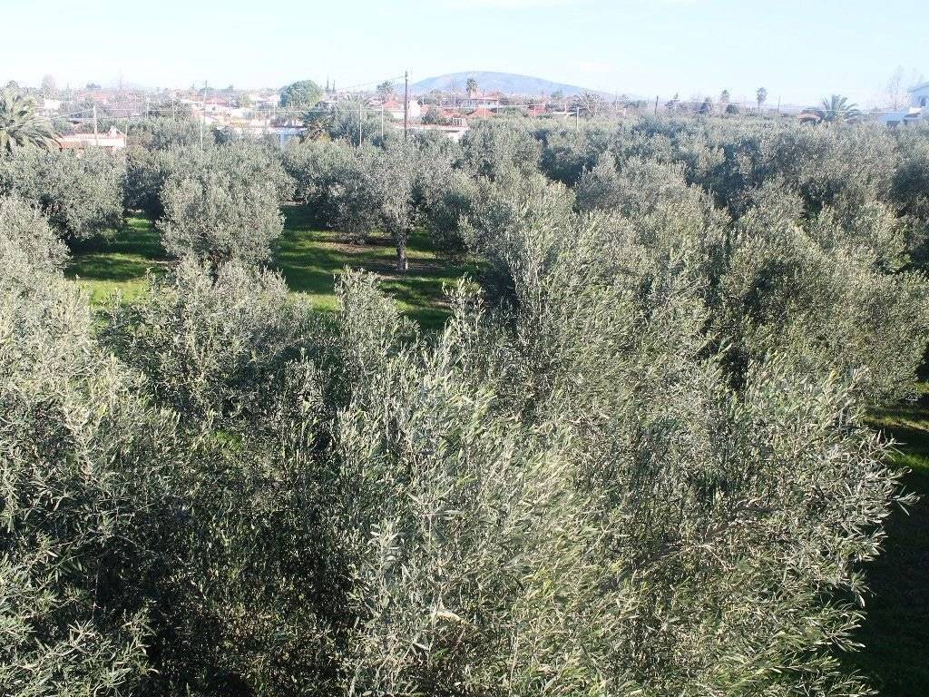 Plot - Grekodom 8162|100966