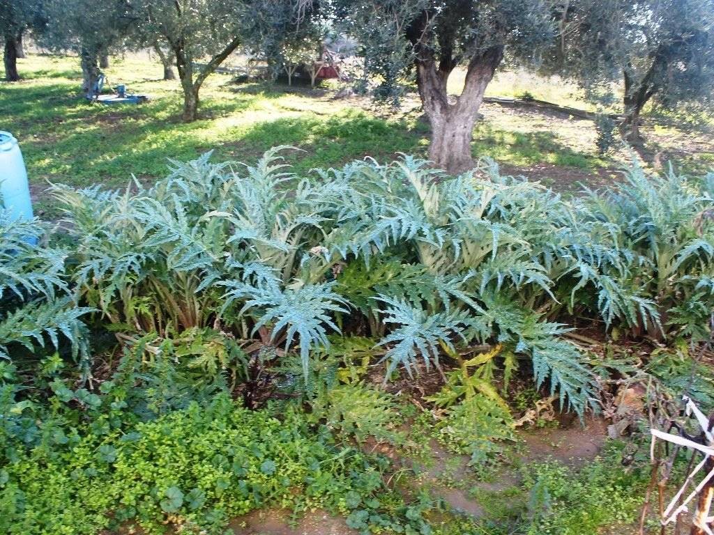 Plot - Grekodom 8162|100978