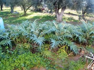 Plot - Grekodom 8162|100978