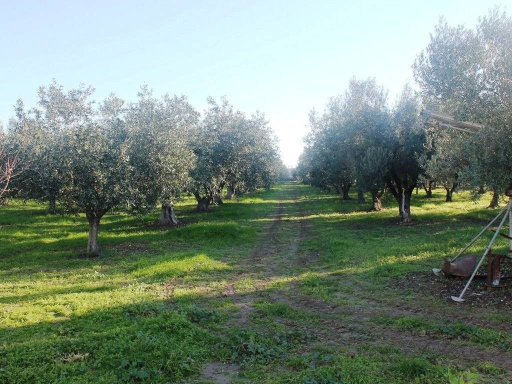 Plot - Grekodom 8162|100979